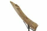 Fossil Hadrosaur Rib Section w/ Metal Stand - South Dakota #378578-2